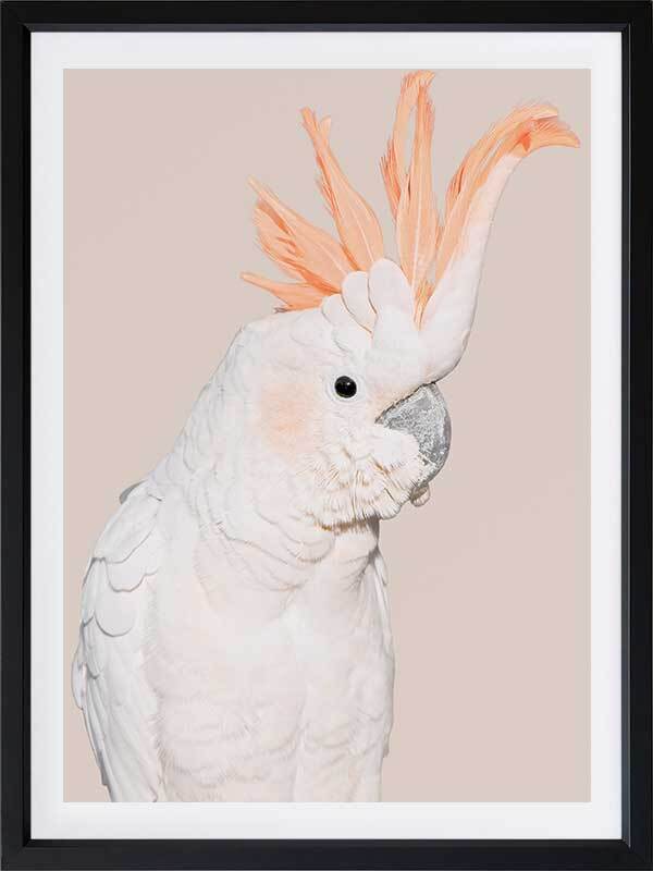 Cockatoo Tango Poster