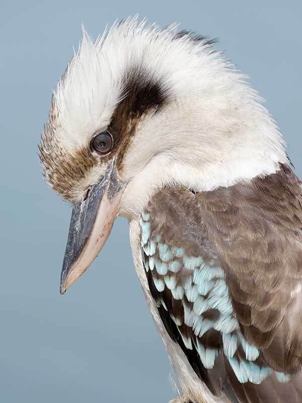 Kookaburra Canvas Art Print