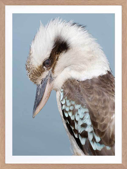 Kookaburra Poster