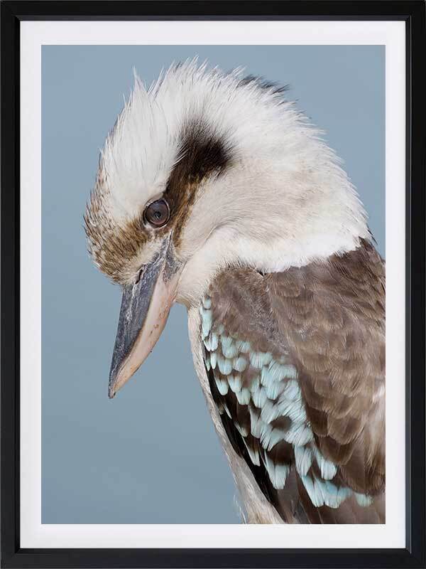 Kookaburra Poster