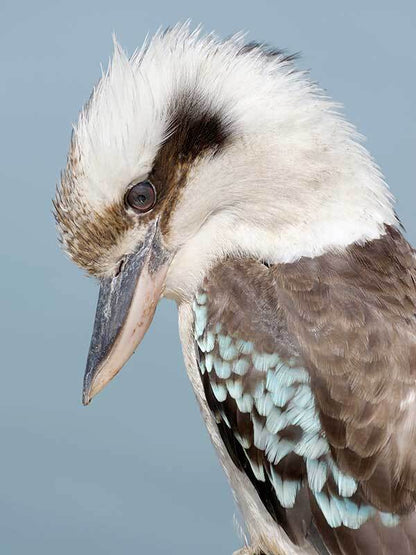 Kookaburra Poster