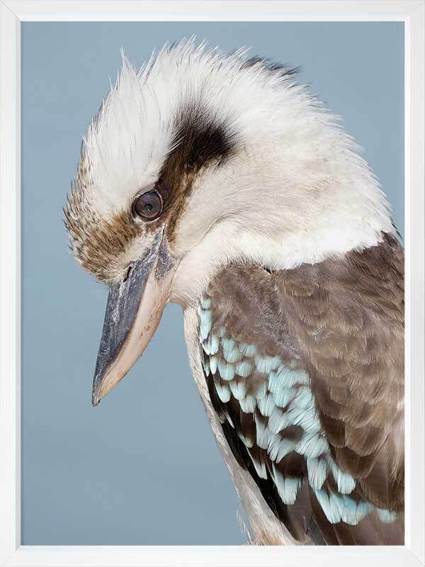 Kookaburra Poster