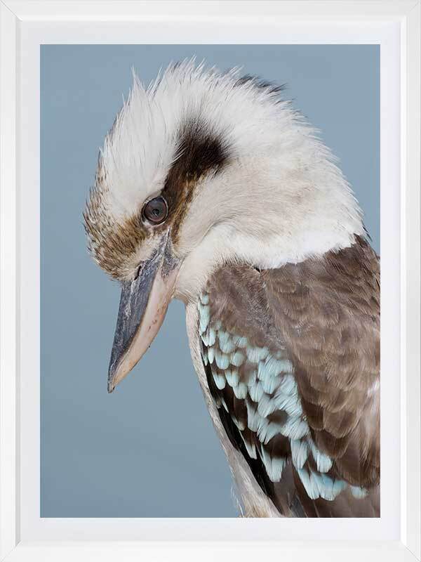 Kookaburra Poster