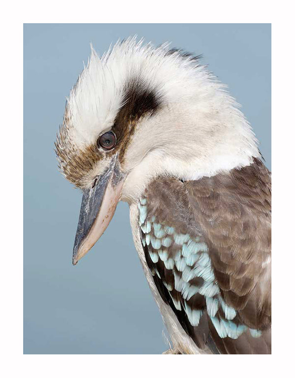 The Kookaburra Unframed Art Print by Urban Road features a kookaburra with pale blue-spotted brown wings, a white head, and a dark eye stripe on a soft blue background—an exclusive photographic print.