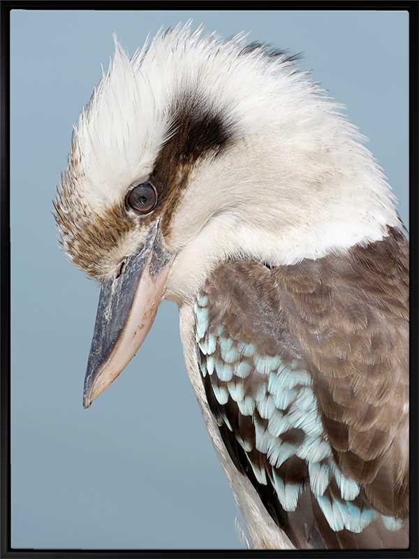 Kookaburra Canvas Art Print