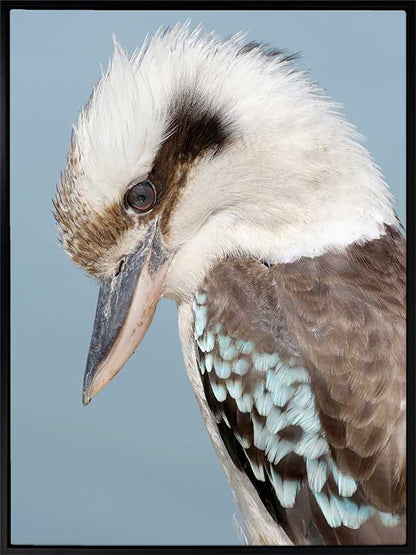 Kookaburra Canvas Art Print