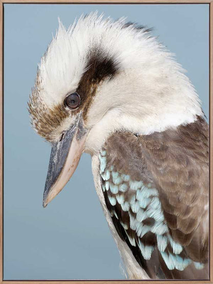 Kookaburra Canvas Art Print