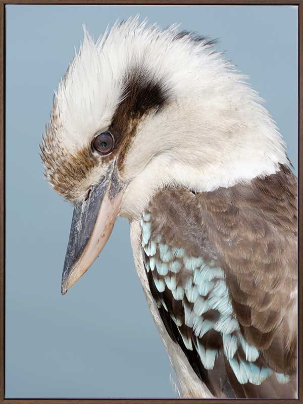 Kookaburra Canvas Art Print