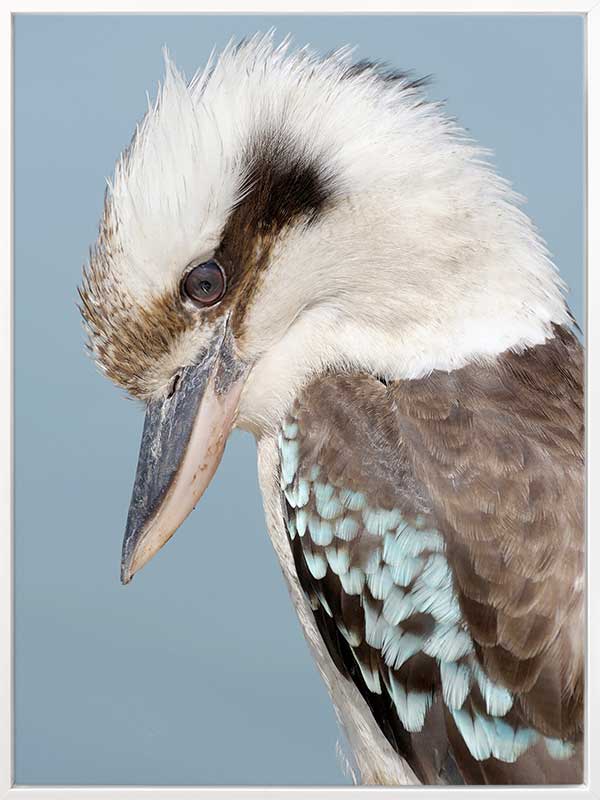 Kookaburra Canvas Art Print