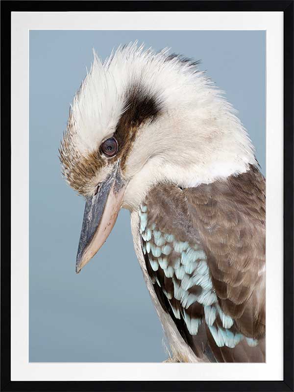 Kookaburra Poster Framed Art Print
