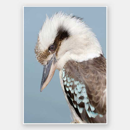 Kookaburra Unframed Art Print