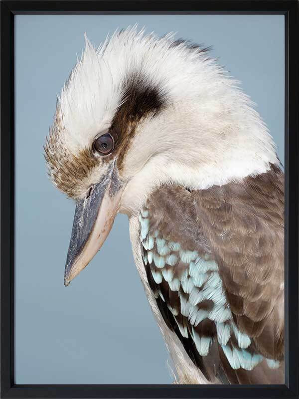 Kookaburra Poster