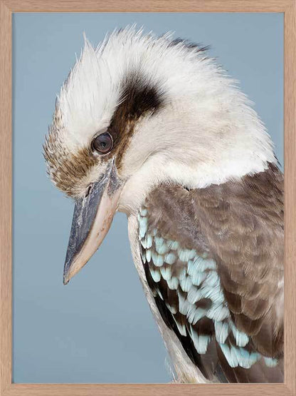 Kookaburra Poster