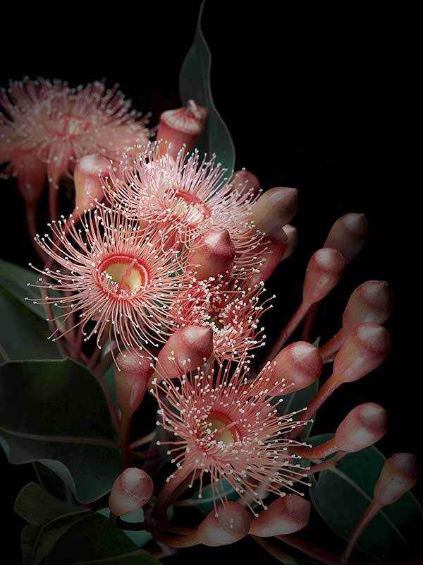 Eucalyptus Flowers Canvas Art Print