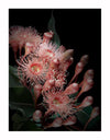 Close-up of pink eucalyptus flowers with long stamens and yellow centers amid green leaves, set against a dark background—a perfect Eucalyptus Flowers Unframed Art Print by Urban Road for nature lovers.