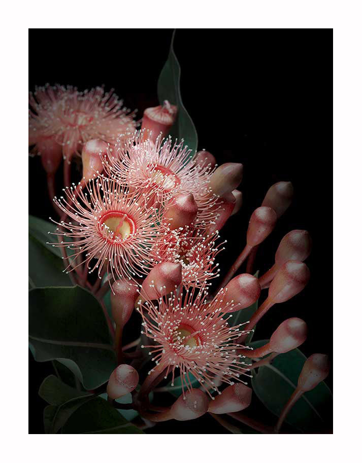 Close-up of pink eucalyptus flowers with long stamens and yellow centers amid green leaves, set against a dark background—a perfect Eucalyptus Flowers Unframed Art Print by Urban Road for nature lovers.