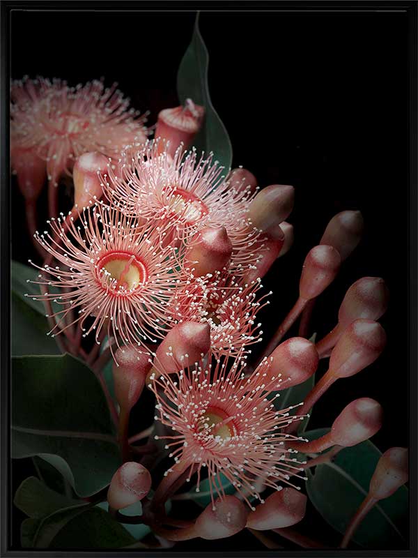 Eucalyptus Flowers Canvas Art Print