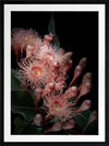Eucalyptus Flowers Poster Framed Art Print