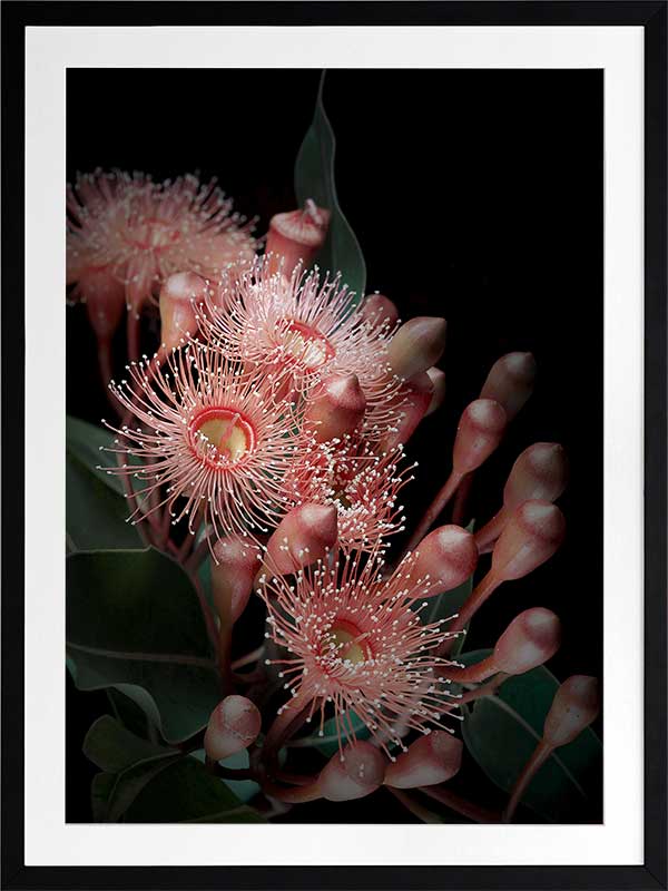 Eucalyptus Flowers Poster Framed Art Print