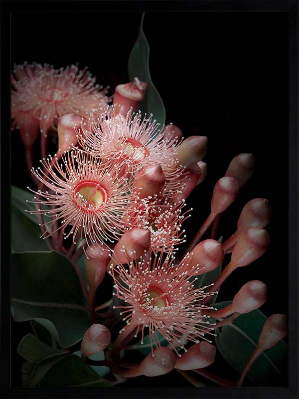 Eucalyptus Flowers Poster Framed Art Print