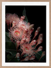 Eucalyptus Flowers Poster Framed Art Print