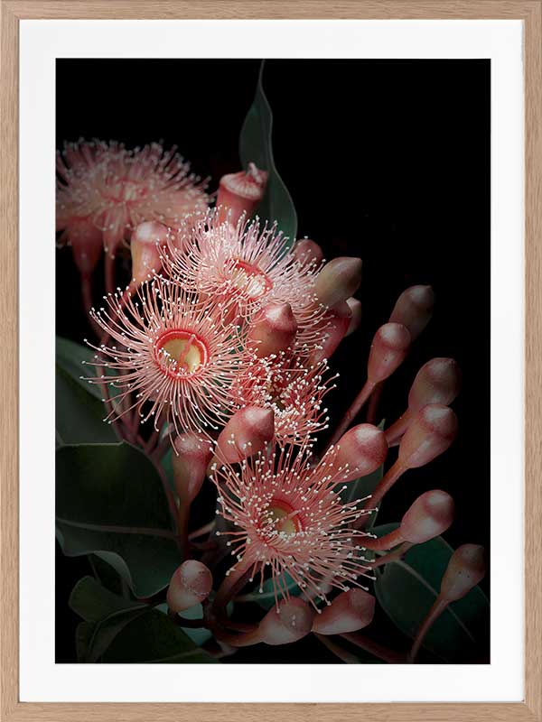 Eucalyptus Flowers Poster Framed Art Print