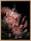 Eucalyptus Flowers Poster Framed Art Print