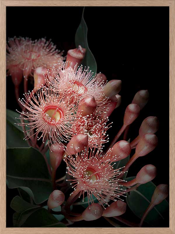 Eucalyptus Flowers Poster Framed Art Print
