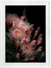 Eucalyptus Flowers Poster Framed Art Print