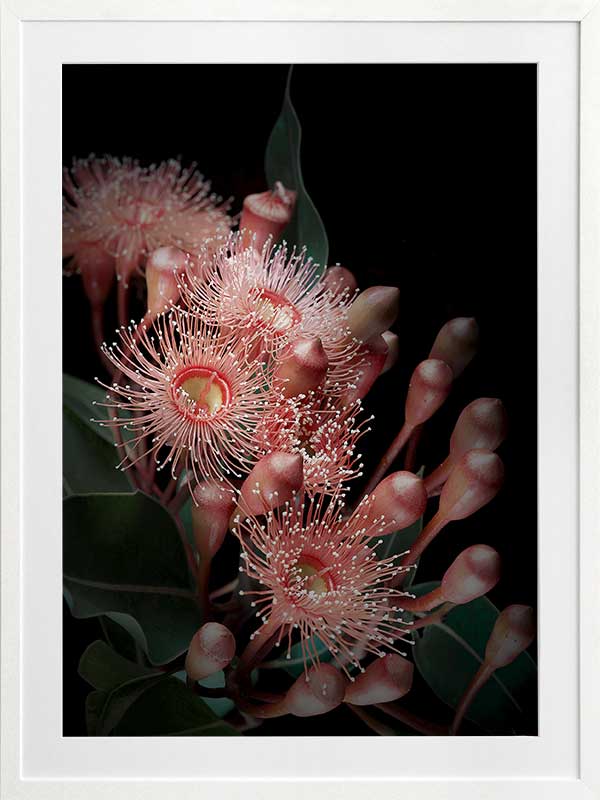 Eucalyptus Flowers Poster Framed Art Print