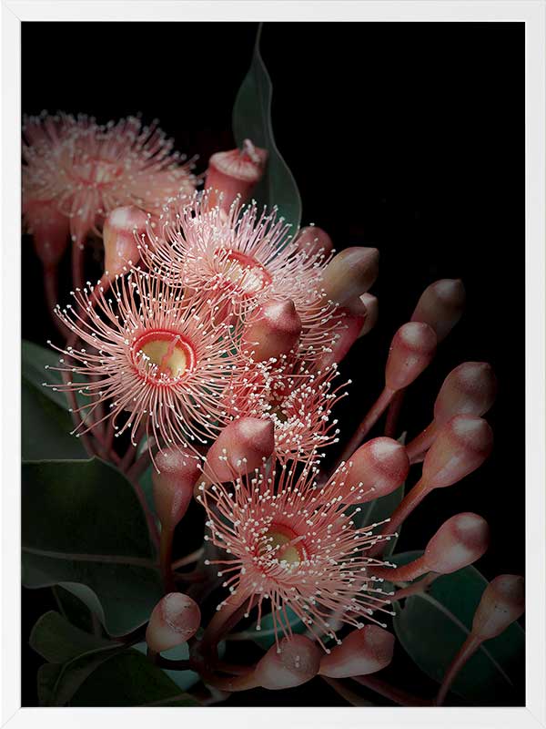 Eucalyptus Flowers Poster Framed Art Print