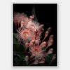 Eucalyptus Flowers Unframed Art Print