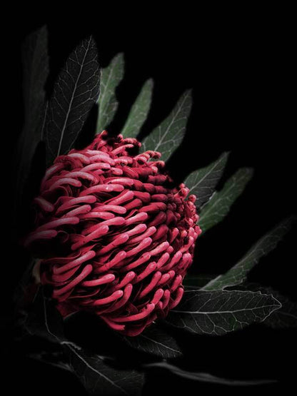 Waratah Unframed Art Print