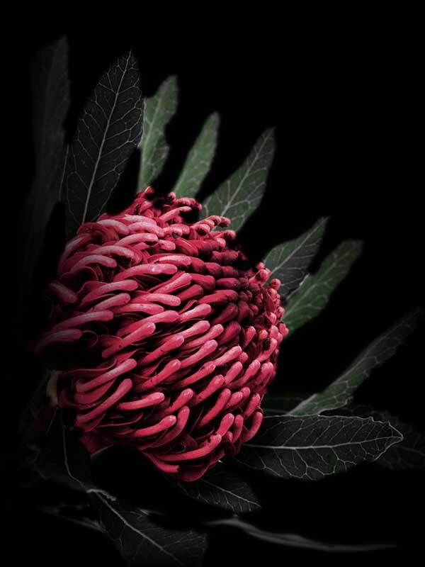 Waratah Unframed Art Print