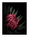 A close-up of a red, spiky waratah flower with dark green leaves on black—perfect as the Waratah Unframed Art Print by Urban Road, an eye-catching native bloom for your décor.