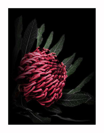 A close-up of a red, spiky waratah flower with dark green leaves on black—perfect as the Waratah Unframed Art Print by Urban Road, an eye-catching native bloom for your décor.