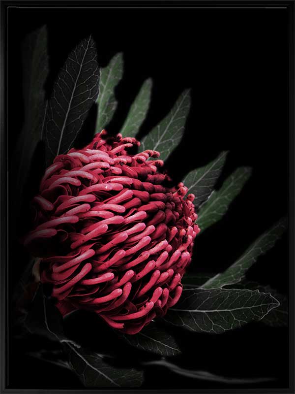 Waratah Canvas Art Print