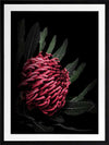 Waratah Poster Framed Art Print