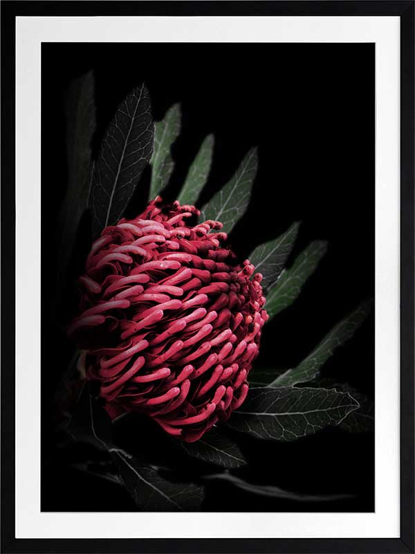 Waratah Poster Framed Art Print