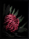 Waratah Poster Framed Art Print