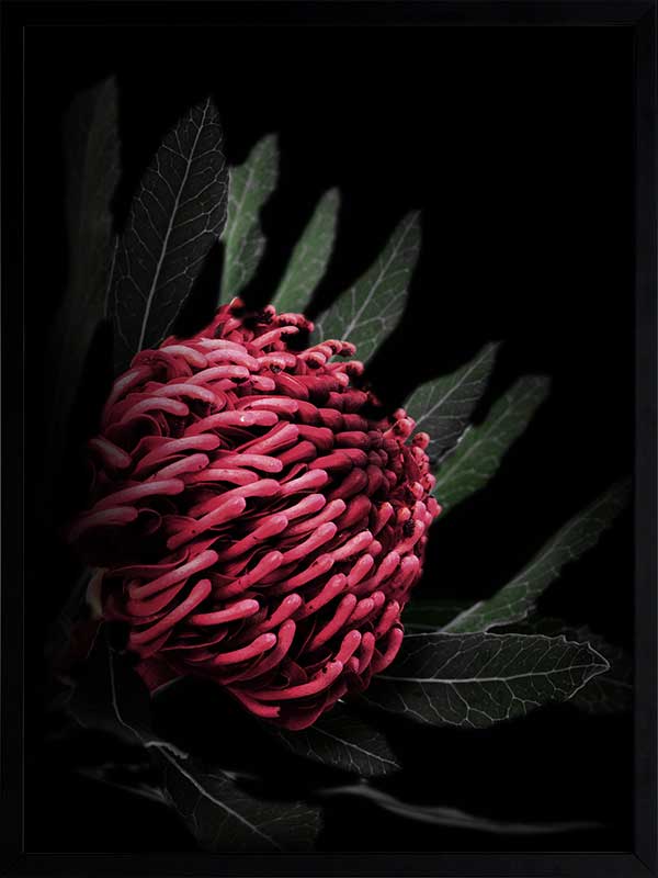 Waratah Poster Framed Art Print