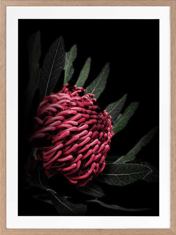 Waratah Poster Framed Art Print