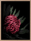Waratah Poster Framed Art Print