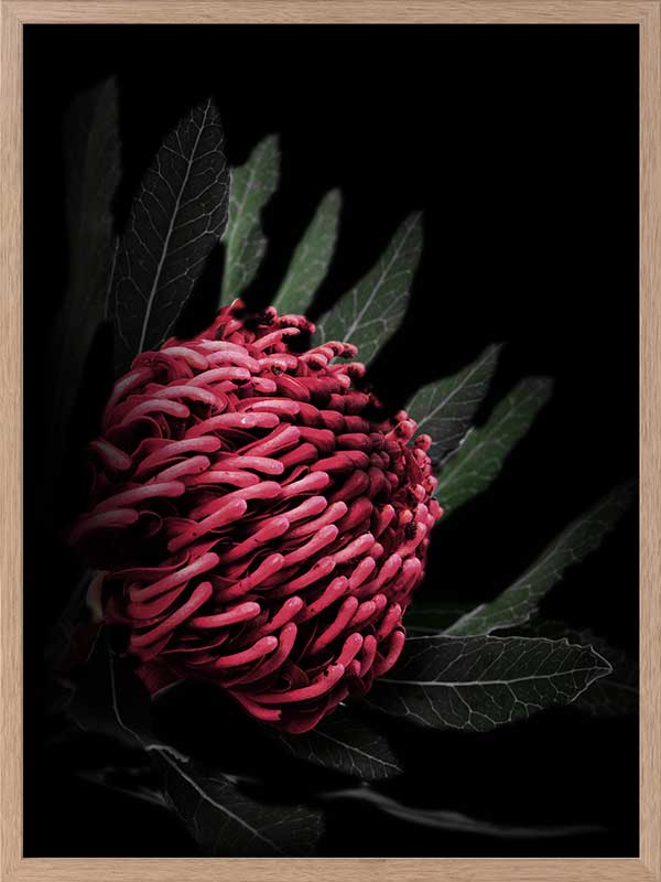Waratah Poster Framed Art Print