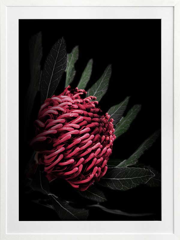 Waratah Poster Framed Art Print