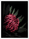 Waratah Poster Framed Art Print