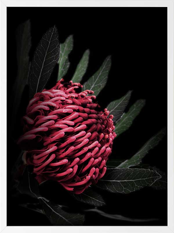 Waratah Poster Framed Art Print