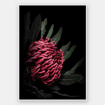 Waratah Unframed Art Print