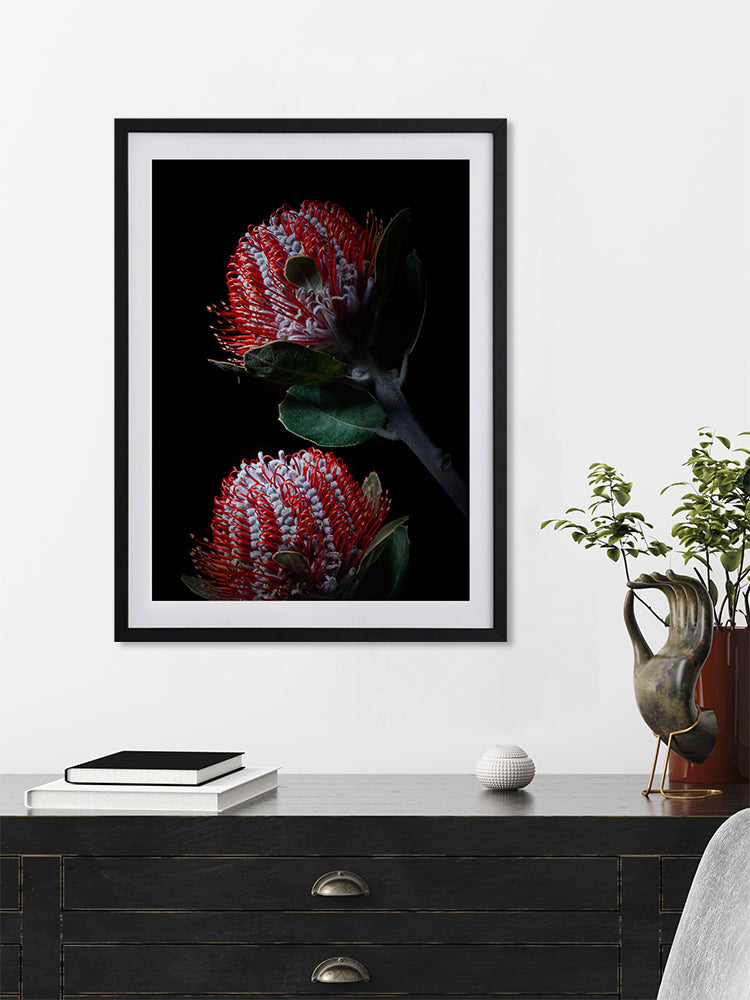 Banksia Coccinea Poster Framed Art Print | Lifestyle