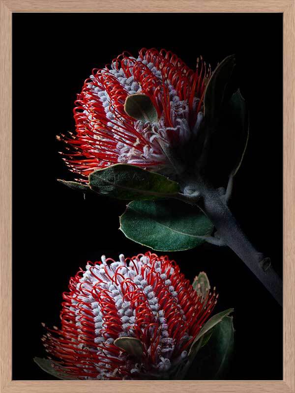 Banksia Coccinea Poster